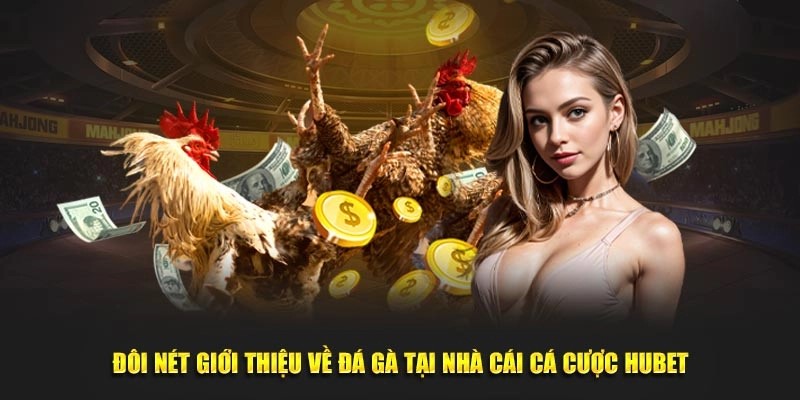 Đá gà Hubet và những thông tin giới thiệu liên quan 